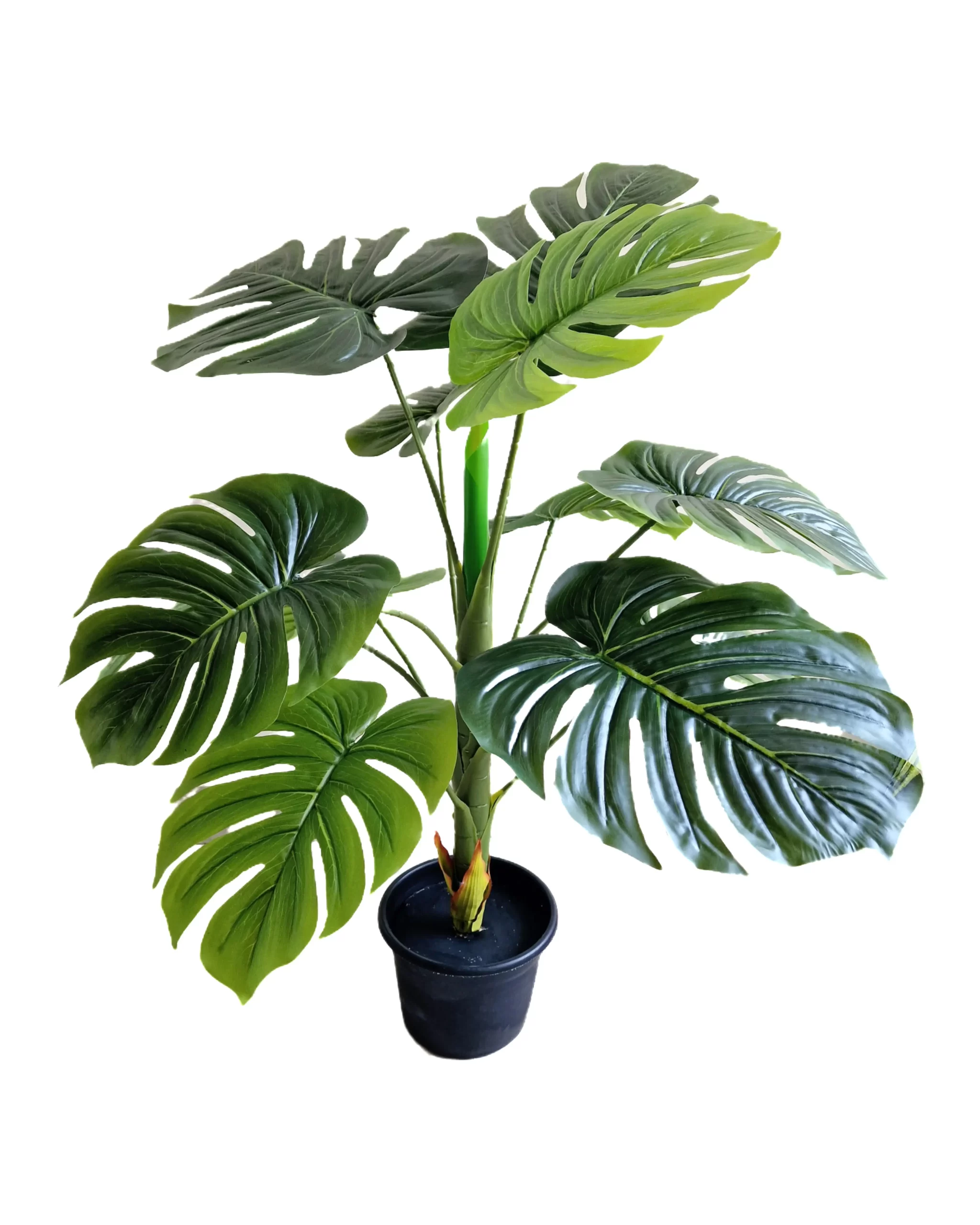 PLANT 62