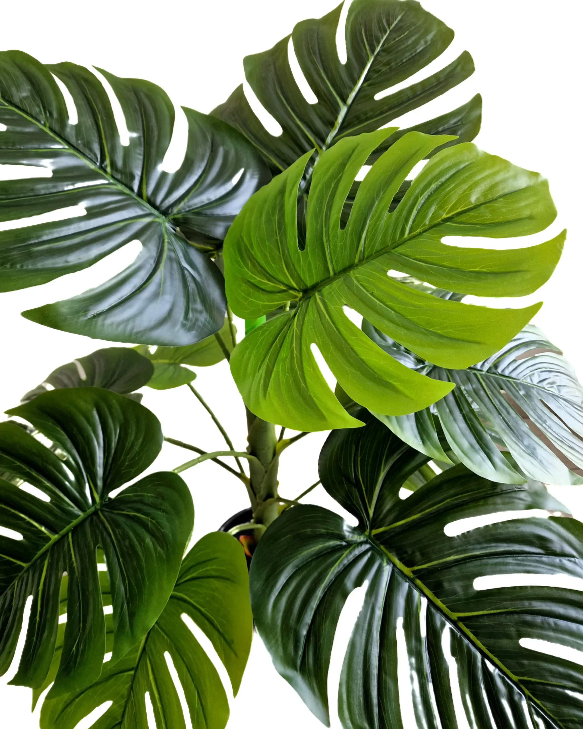 PLANT 63