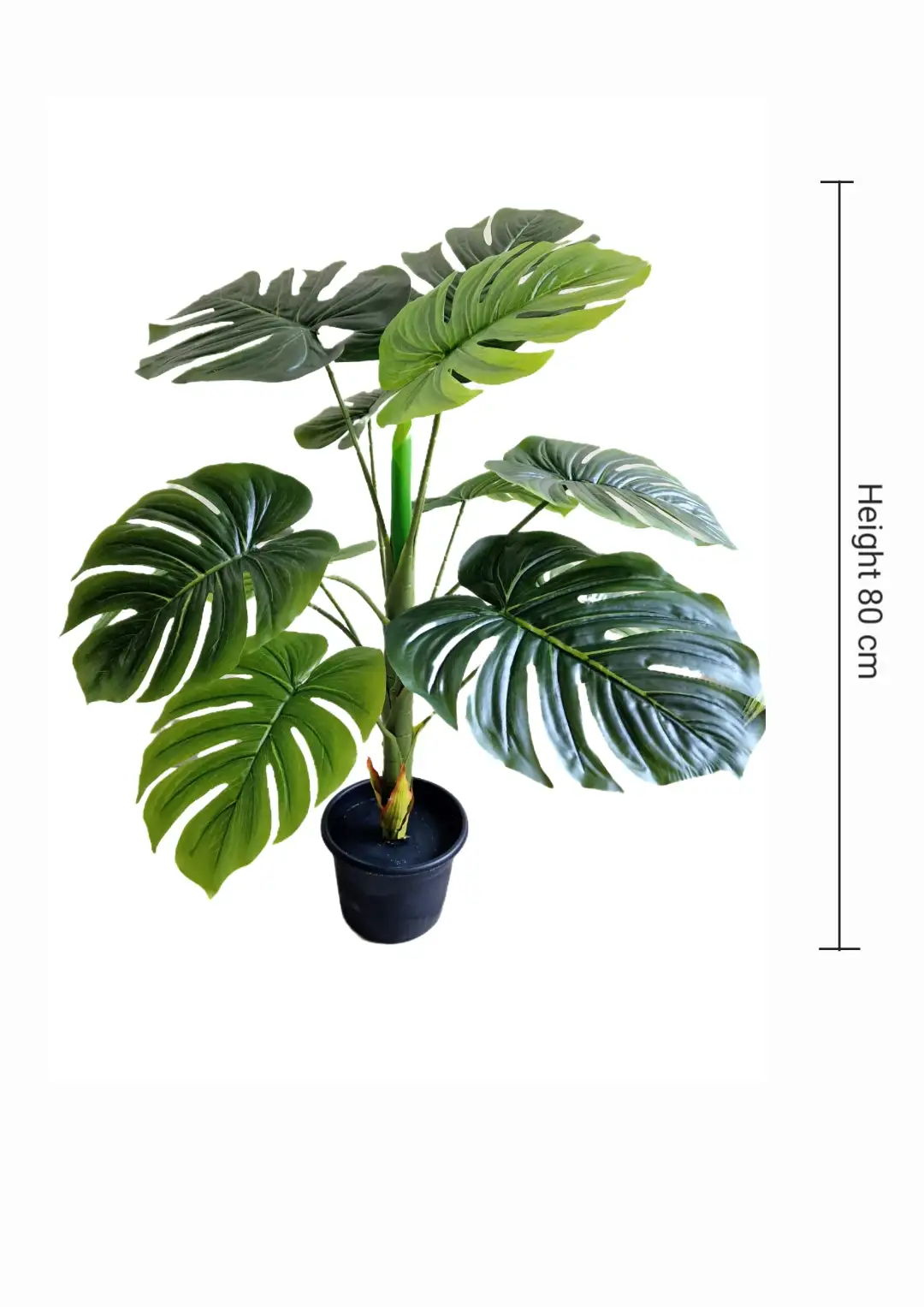 PLANT 64